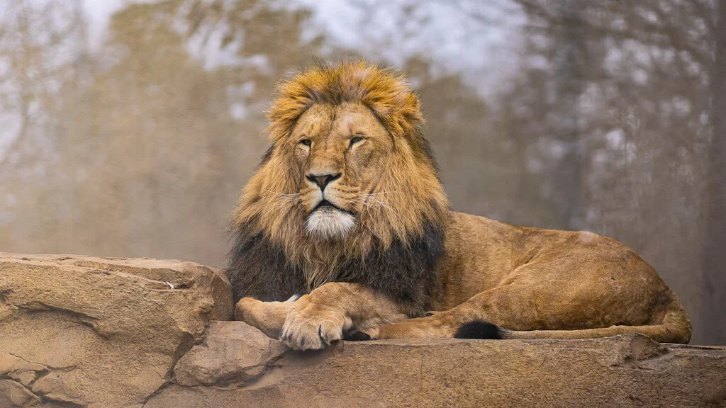 best resort near sasan gir,Gir Jungle Safari Resort,Resorts near Devalia Safari Park,resorts near somnath temple